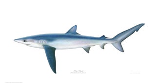 Item #005495684 Blue Shark. Joseph Tomelleri