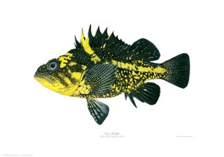 Item #005495688 China Rockfish. Joseph Tomelleri