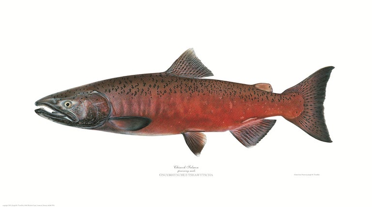 Item #005495689 Chinook Salmon (male). Joseph Tomelleri.