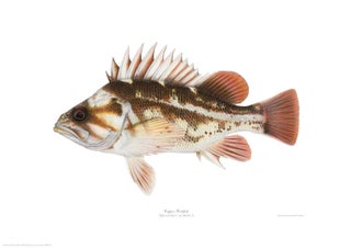 Item #005495693 Copper Rockfish. Joseph Tomelleri