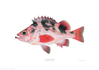 Item #005495694 Darkblotched Rockfish. Joseph Tomelleri