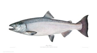 Item #005495700 King Salmon (chinook female). Joseph Tomelleri