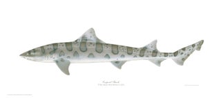 Item #005495701 Leopard Shark. Joseph Tomelleri