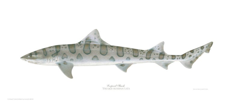 Item #005495701 Leopard Shark. Joseph Tomelleri.