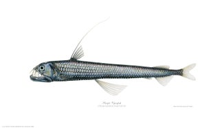 Item #005495710 Pacific Viperfish. Joseph Tomelleri