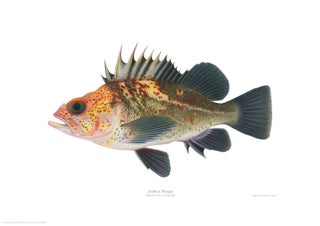 Item #005495715 Quillback Rockfish. Joseph Tomelleri