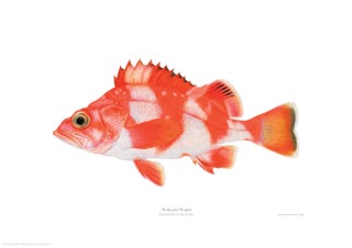 Item #005495717 Redband Rockfish. Joseph Tomelleri