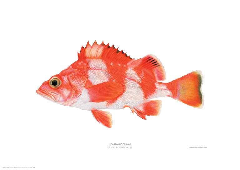 Item #005495717 Redband Rockfish. Joseph Tomelleri.