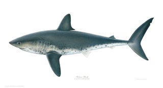 Item #005495720 Salmon Shark. Joseph Tomelleri
