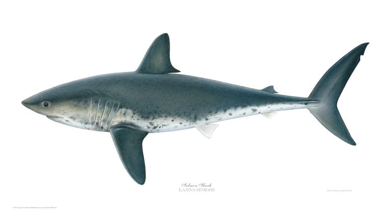 Item #005495720 Salmon Shark. Joseph Tomelleri.