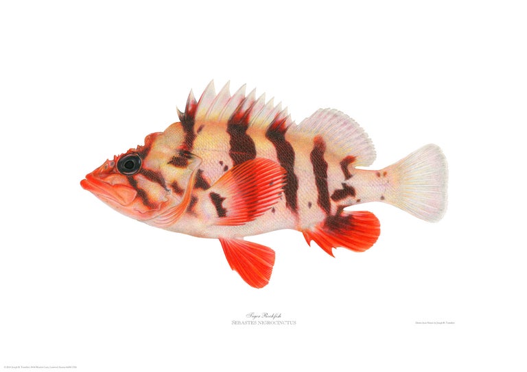 Item #005495725 Tiger Rockfish. Joseph Tomelleri.