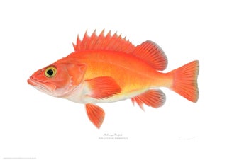 Item #005495729 Yelloweye Rockfish. Joseph Tomelleri