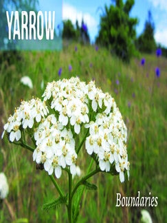 Plant Teachings BOOK AND CARD Set Pacific Northwest Edition (2021)
