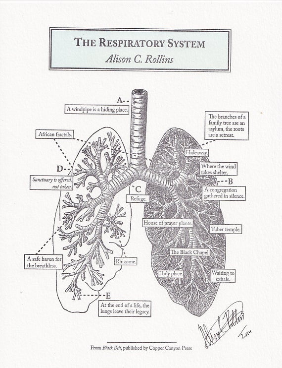 Item #654260 The Respiratory System [Broadside]. Alison C. Rollins.