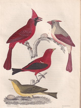 American Ornithology; Or, The Natural History of the Birds of the United States. Three Volumes