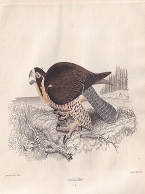 American Ornithology; Or, The Natural History of the Birds of the United States. Three Volumes