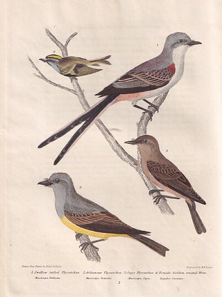 American Ornithology; Or, The Natural History of the Birds of the United States. Three Volumes