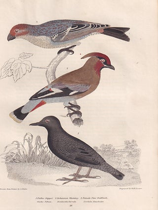 American Ornithology; Or, The Natural History of the Birds of the United States. Three Volumes